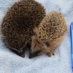 Nur der kleinere Igel braucht eine umfassende Pflege in menschlicher Obhut (Foto: Hamburger Tierschutzverein von 1841 e. V.)